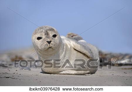 "Harbour Seal (Phoca vitulina), pup, Dune, Heligoland, Schleswig-Holstein, Germany, Europe" View Large Photo Image Stock Photo - "Harbour Seal (Phoca vitulina), pup, Dune, Heligoland, Schleswig-Holstein, Germany, Europe". Fotosearch