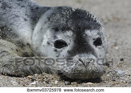 "Harbour Seal (Phoca vitulina), pup, East Frisian Islands, East Frisia, Lower Saxony, Germany, Europe" View Large Photo Image Stock Photo - "Harbour Seal (Phoca vitulina), pup, East Frisian Islands, East Frisia, Lower Saxony, Germany, Europe". Fotosearch