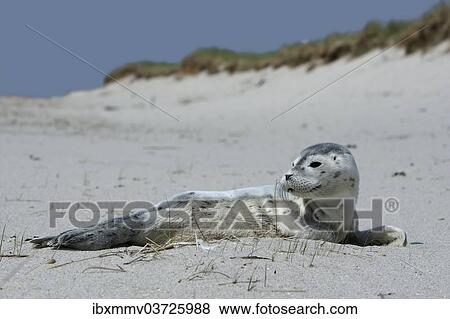 "Harbour Seal (Phoca vitulina), pup, East Frisian Islands, East Frisia, Lower Saxony, Germany, Europe" View Large Photo Image Stock Photo - "Harbour Seal (Phoca vitulina), pup, East Frisian Islands, East Frisia, Lower Saxony, Germany, Europe". Fotosearch