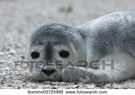 "Harbour Seal (Phoca vitulina), pup, East Frisian Islands, East Frisia, Lower Saxony, Germany, Europe" View Large Photo Image Stock Photo - "Harbour Seal (Phoca vitulina), pup, East Frisian Islands, East Frisia, Lower Saxony, Germany, Europe". Fotosearch