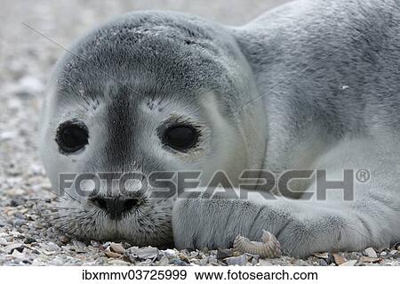 "Harbour Seal (Phoca vitulina), pup, East Frisian Islands, East Frisia, Lower Saxony, Germany, Europe" View Large Photo Image Stock Photo - "Harbour Seal (Phoca vitulina), pup, East Frisian Islands, East Frisia, Lower Saxony, Germany, Europe". Fotosearch