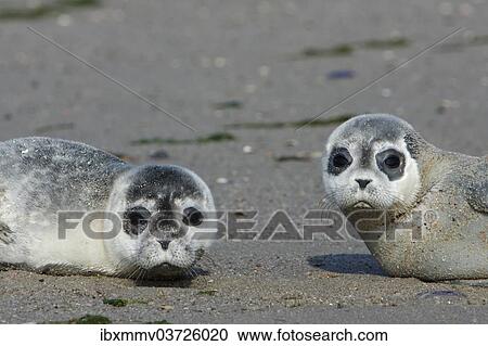 "Harbour Seals (Phoca vitulina), pups, East Frisian Islands, East Frisia, Lower Saxony, Germany, Europe" View Large Photo Image Stock Image - "Harbour Seals (Phoca vitulina), pups, East Frisian Islands, East Frisia, Lower Saxony, Germany, Europe". Fotosearch