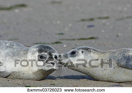 "Harbour Seals (Phoca vitulina), pups, East Frisian Islands, East Frisia, Lower Saxony, Germany, Europe" View Large Photo Image Stock Image - "Harbour Seals (Phoca vitulina), pups, East Frisian Islands, East Frisia, Lower Saxony, Germany, Europe". Fotosearch