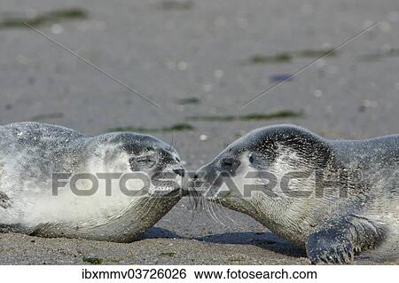 "Harbour Seals (Phoca vitulina), pups, East Frisian Islands, East Frisia, Lower Saxony, Germany, Europe" View Large Photo Image Stock Photograph - "Harbour Seals (Phoca vitulina), pups, East Frisian Islands, East Frisia, Lower Saxony, Germany, Europe". Fotosearch