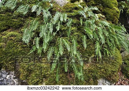 Stock Image - "Hard Shield Fern (Polystichum aculeatum) on a moss-covered rock, Hiltpoltstein, Upper Franconia, Bavaria, Germany, Europe". Fotosearch