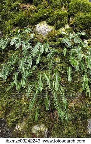 "Hard Shield Fern (Polystichum aculeatum) on a moss-covered rock, Hiltpoltstein, Upper Franconia, Bavaria, Germany, Europe" View Large Photo Image Stock Image - "Hard Shield Fern (Polystichum aculeatum) on a moss-covered rock, Hiltpoltstein, Upper Franconia, Bavaria, Germany, Europe". Fotosearch