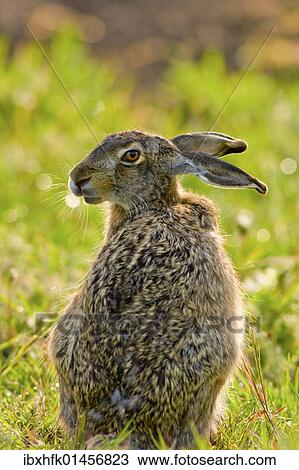 "Hare (Lepus europaeus), Apetlon, Burgenland, Austria, Europe" View Large Photo Image Stock Image - "Hare (Lepus europaeus), Apetlon, Burgenland, Austria, Europe". Fotosearch