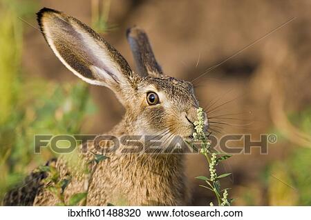 "Hare (Lepus europaeus), Apetlon, Burgenland, Austria, Europe" View Large Photo Image Stock Image - "Hare (Lepus europaeus), Apetlon, Burgenland, Austria, Europe". Fotosearch
