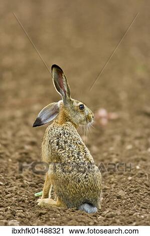 Stock Image - "Hare (Lepus europaeus), Apetlon, Burgenland, Austria, Europe". Fotosearch