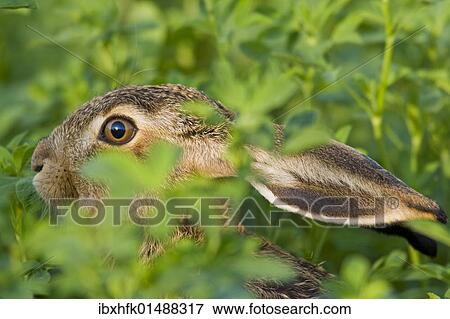 "Hare (Lepus europaeus), Apetlon, Burgenland, Austria, Europe" View Large Photo Image Stock Photo - "Hare (Lepus europaeus), Apetlon, Burgenland, Austria, Europe". Fotosearch