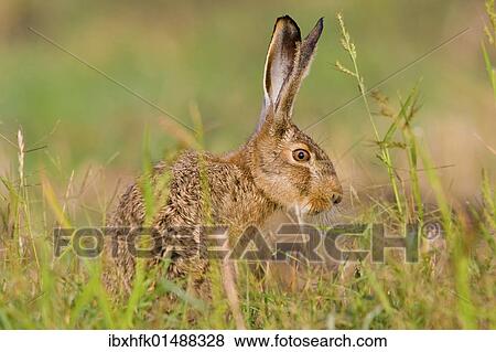 Stock Photo - "Hare (Lepus europaeus), Apetlon, Burgenland, Austria, Europe". Fotosearch