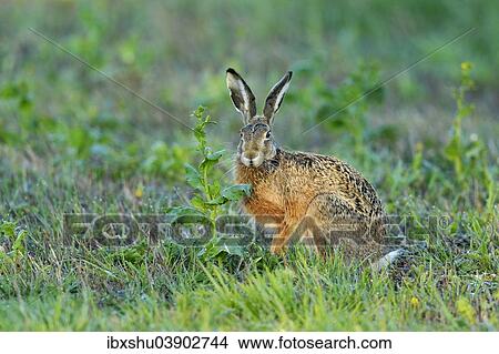 Picture - "Hare (Lepus europaeus), Burgenland, Austria, Europe". Fotosearch