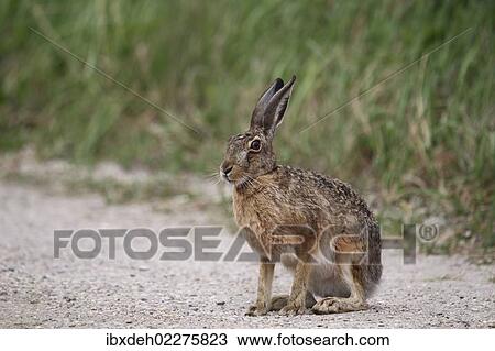 "Hare (Lepus europaeus), Burgenland, Austria, Europe" View Large Photo Image Stock Image - "Hare (Lepus europaeus), Burgenland, Austria, Europe". Fotosearch