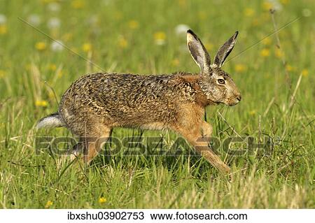 "Hare (Lepus europaeus), Burgenland, Austria, Europe" View Large Photo Image Stock Image - "Hare (Lepus europaeus), Burgenland, Austria, Europe". Fotosearch
