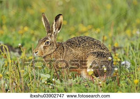 Stock Photo - "Hare (Lepus europaeus), Burgenland, Austria, Europe". Fotosearch