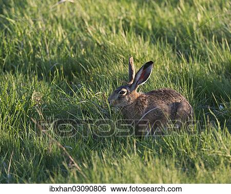 "Hare (Lepus europaeus), Burgenland, Austria, Europe" View Large Photo Image Stock Photograph - "Hare (Lepus europaeus), Burgenland, Austria, Europe". Fotosearch