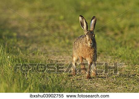 Stock Photography - "Hare (Lepus europaeus), Burgenland, Austria, Europe". Fotosearch