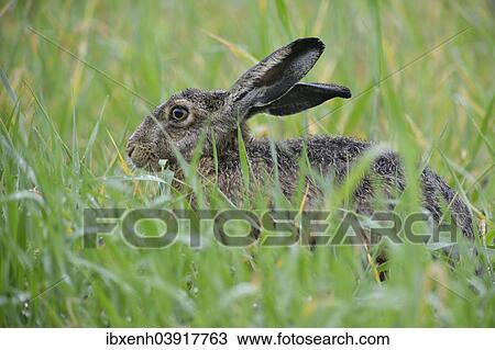 "Hare (Lepus europaeus), Emsland, Lower Saxony, Germany, Europe" View Large Photo Image Stock Image - "Hare (Lepus europaeus), Emsland, Lower Saxony, Germany, Europe". Fotosearch