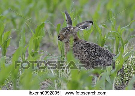 "Hare (Lepus europaeus), Emsland, Lower Saxony, Germany, Europe" View Large Photo Image Stock Image - "Hare (Lepus europaeus), Emsland, Lower Saxony, Germany, Europe". Fotosearch