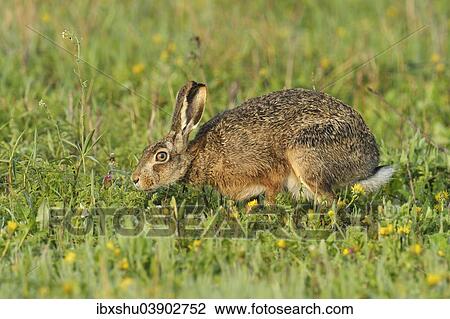 "Hare (Lepus europaeus) foraging, Burgenland, Austria, Europe" View Large Photo Image Stock Image - "Hare (Lepus europaeus) foraging, Burgenland, Austria, Europe". Fotosearch