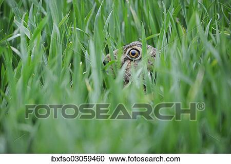 "Hare (Lepus europaeus), hidden in a corn field, Thuringia, Germany, Europe" View Large Photo Image Stock Image - "Hare (Lepus europaeus), hidden in a corn field, Thuringia, Germany, Europe". Fotosearch