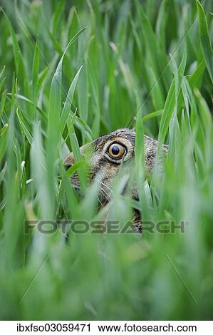 "Hare (Lepus europaeus), hidden in a corn field, Thuringia, Germany, Europe" View Large Photo Image Stock Image - "Hare (Lepus europaeus), hidden in a corn field, Thuringia, Germany, Europe". Fotosearch