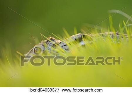 "Hare (Lepus europaeus) hidden in the grass, North Rhine-Westphalia, Germany, Europe" View Large Photo Image Stock Photo - "Hare (Lepus europaeus) hidden in the grass, North Rhine-Westphalia, Germany, Europe". Fotosearch