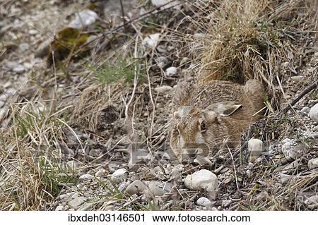 "Hare (Lepus europaeus) hiding in a shallow depression, Bavaria, Germany, Europe" View Large Photo Image Stock Image - "Hare (Lepus europaeus) hiding in a shallow depression, Bavaria, Germany, Europe". Fotosearch
