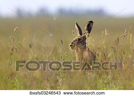 "Hare (Lepus europaeus), Illmitz, Burgenland, Austria, Europe" View Large Photo Image Stock Image - "Hare (Lepus europaeus), Illmitz, Burgenland, Austria, Europe". Fotosearch
