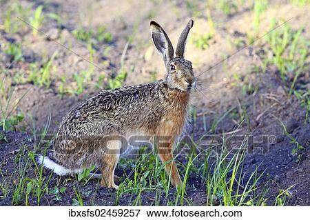 "Hare (Lepus europaeus), Illmitz, Burgenland, Austria, Europe" View Large Photo Image Stock Photo - "Hare (Lepus europaeus), Illmitz, Burgenland, Austria, Europe". Fotosearch
