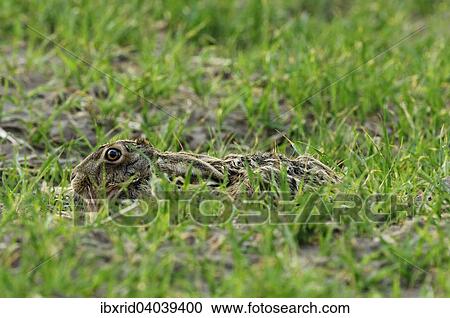 "Hare (Lepus europaeus), in a hollow, North Rhine-Westphalia, Germany, Europe" View Large Photo Image Stock Image - "Hare (Lepus europaeus), in a hollow, North Rhine-Westphalia, Germany, Europe". Fotosearch