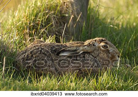 "Hare (Lepus europaeus), in a hollow, North Rhine-Westphalia, Germany, Europe" View Large Photo Image Stock Image - "Hare (Lepus europaeus), in a hollow, North Rhine-Westphalia, Germany, Europe". Fotosearch