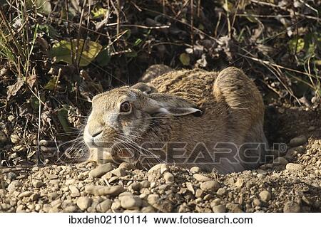 "Hare (Lepus europaeus) in shallow depression or form on the ground, Allgaeu, Bavaria, Germany, Europe" View Large Photo Image Picture - "Hare (Lepus europaeus) in shallow depression or form on the ground, Allgaeu, Bavaria, Germany, Europe". Fotosearch