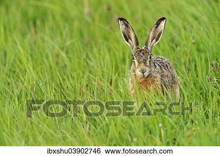 "Hare (Lepus europaeus) in tall grass, Burgenland, Austria, Europe" View Large Photo Image Stock Photograph - "Hare (Lepus europaeus) in tall grass, Burgenland, Austria, Europe". Fotosearch