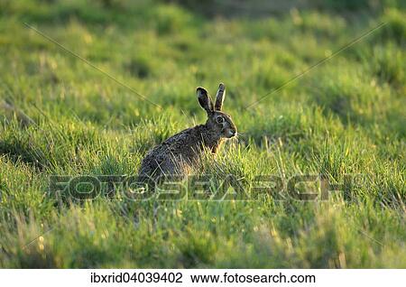 "Hare (Lepus europaeus) in the grass, North Rhine-Westphalia, Germany, Europe" View Large Photo Image Stock Image - "Hare (Lepus europaeus) in the grass, North Rhine-Westphalia, Germany, Europe". Fotosearch