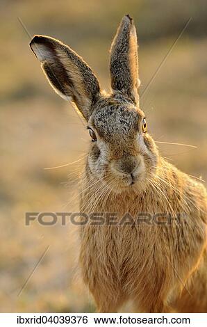 "Hare (Lepus europaeus), North Rhine-Westphalia, Germany, Europe" View Large Photo Image Stock Photograph - "Hare (Lepus europaeus), North Rhine-Westphalia, Germany, Europe". Fotosearch