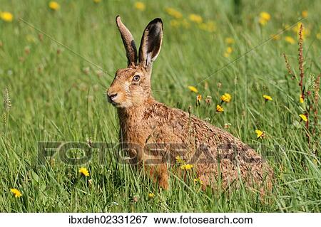 "Hare (Lepus europaeus) on a summer meadow, Allgaeu, Bavaria, Germany, Europe" View Large Photo Image Stock Photo - "Hare (Lepus europaeus) on a summer meadow, Allgaeu, Bavaria, Germany, Europe". Fotosearch