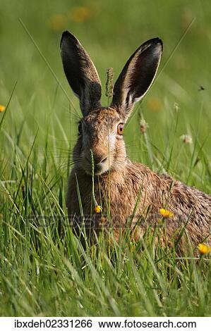 "Hare (Lepus europaeus) on a summer meadow, Allgaeu, Bavaria, Germany, Europe" View Large Photo Image Stock Photograph - "Hare (Lepus europaeus) on a summer meadow, Allgaeu, Bavaria, Germany, Europe". Fotosearch
