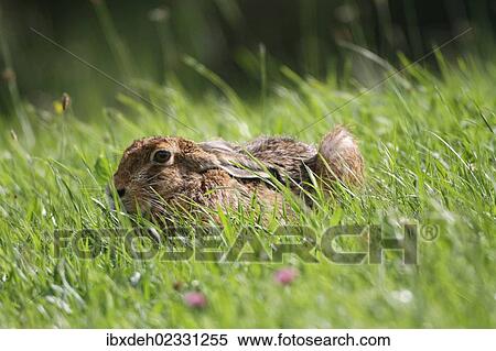 "Hare (Lepus europaeus) on a summer meadow, Allgaeu, Bavaria, Germany, Europe" View Large Photo Image Stock Photography - "Hare (Lepus europaeus) on a summer meadow, Allgaeu, Bavaria, Germany, Europe". Fotosearch