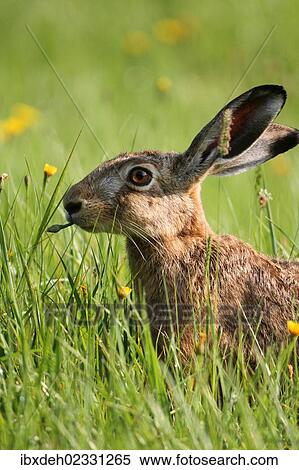 "Hare (Lepus europaeus) on a summer meadow, Allgaeu, Bavaria, Germany, Europe" View Large Photo Image Stock Photography - "Hare (Lepus europaeus) on a summer meadow, Allgaeu, Bavaria, Germany, Europe". Fotosearch
