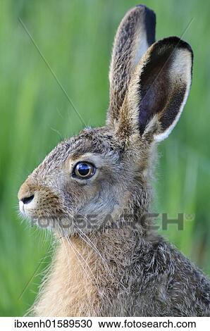 "Hare (Lepus europaeus), portrait" View Large Photo Image Stock Image - "Hare (Lepus europaeus), portrait". Fotosearch