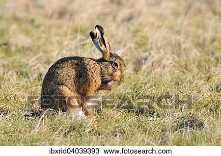 Stock Image - "Hare (Lepus europaeus) preening with paw on mouth, North Rhine-Westphalia, Germany, Europe". Fotosearch