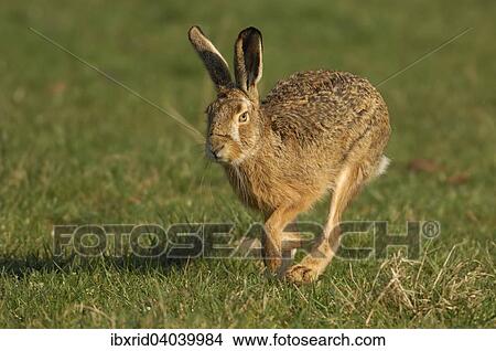 "Hare (Lepus europaeus) running in a meadow, North Rhine-Westphalia, Germany, Europe" View Large Photo Image Picture - "Hare (Lepus europaeus) running in a meadow, North Rhine-Westphalia, Germany, Europe". Fotosearch