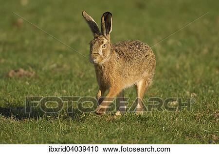 "Hare (Lepus europaeus) running in a meadow, North Rhine-Westphalia, Germany, Europe" View Large Photo Image Stock Image - "Hare (Lepus europaeus) running in a meadow, North Rhine-Westphalia, Germany, Europe". Fotosearch