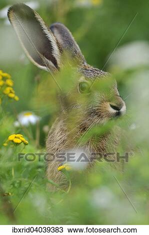 Stock Image - "Hare (Lepus europaeus) sitting between flowers, North Rhine-Westphalia, Germany, Europe". Fotosearch
