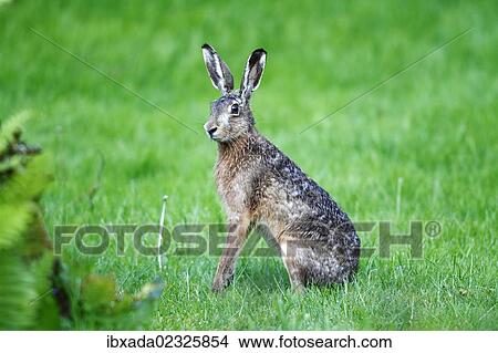 "Hare (Lepus europaeus), sitting in the grass listening, Neuwerk Island, Germany, Europe" View Large Photo Image Picture - "Hare (Lepus europaeus), sitting in the grass listening, Neuwerk Island, Germany, Europe". Fotosearch