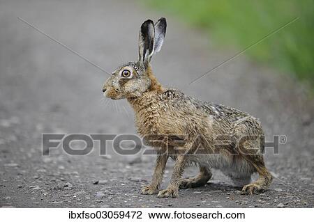 "Hare (Lepus europaeus), sitting on a dirt path, Thuringia, Germany, Europe" View Large Photo Image Stock Image - "Hare (Lepus europaeus), sitting on a dirt path, Thuringia, Germany, Europe". Fotosearch