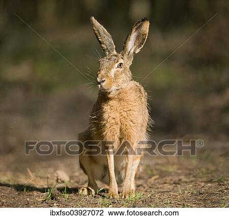 "Hare (Lepus europaeus), sitting on a forest path, Lower Saxony, Germany, Europe" View Large Photo Image Stock Image - "Hare (Lepus europaeus), sitting on a forest path, Lower Saxony, Germany, Europe". Fotosearch