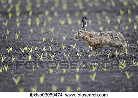 "Hare (Lepus europaeus), standing on a field, Thuringia, Germany, Europe" View Large Photo Image Picture - "Hare (Lepus europaeus), standing on a field, Thuringia, Germany, Europe". Fotosearch