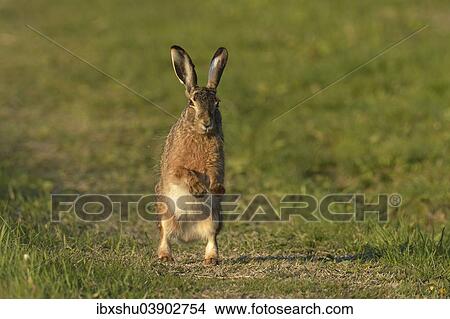 "Hare (Lepus europaeus) standing on its hind legs, Burgenland, Austria, Europe" View Large Photo Image Picture - "Hare (Lepus europaeus) standing on its hind legs, Burgenland, Austria, Europe". Fotosearch